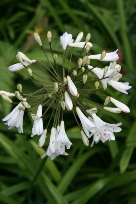 African lily 'Ardernei Hybrid'