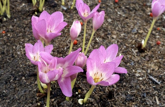 meadow saffron 'Rosy Dawn'