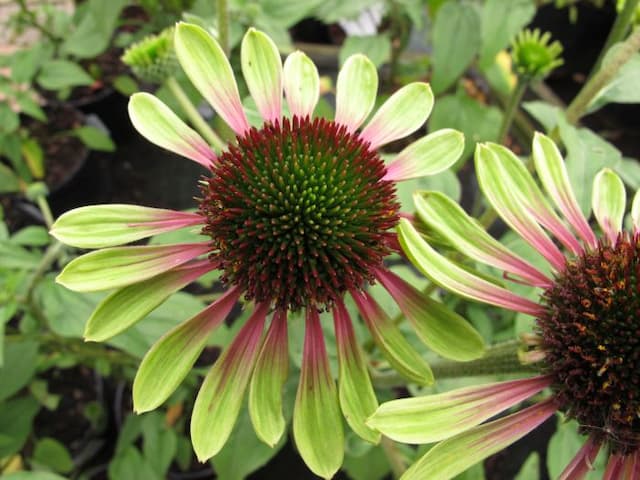 Coneflower 'Green Envy'