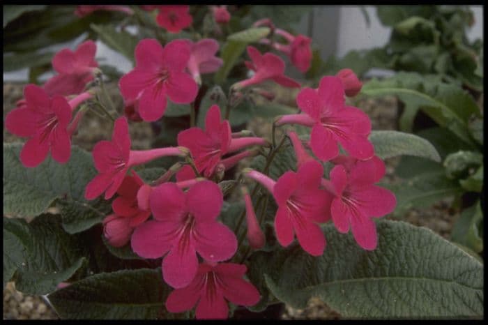 Cape primrose 'Ruby'