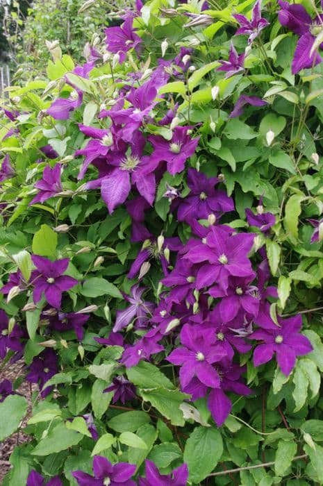 clematis 'Aotearoa'