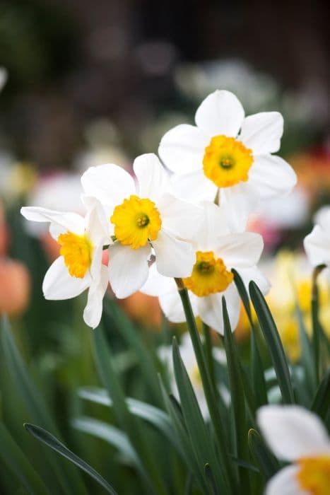 daffodil 'Jersey Lace'