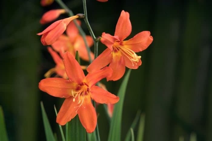 montbretia 'Mephistopheles'