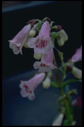 Penstemon 'Dorothy Wilson'