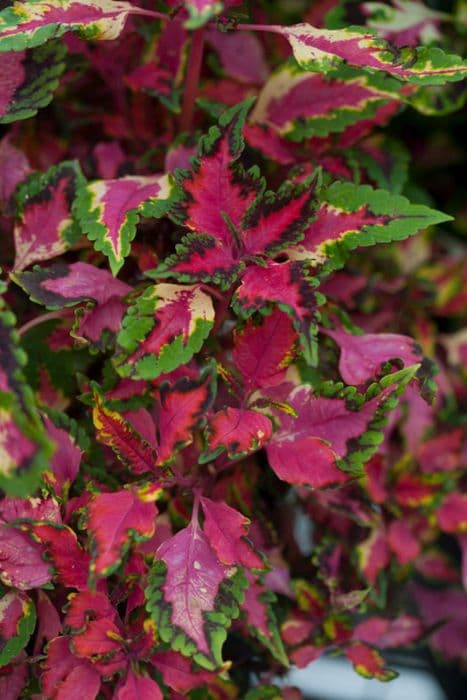 coleus 'Winsome'