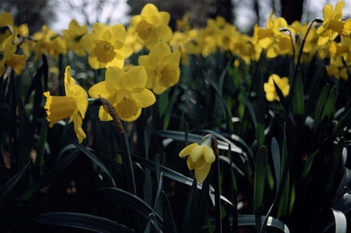 daffodil 'Special Envoy'