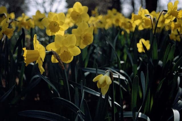 Daffodil 'Special Envoy'