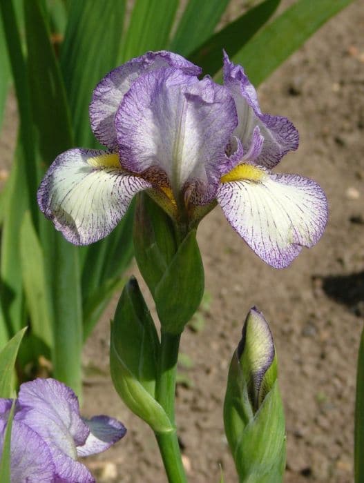 iris 'Lucy's Gift'