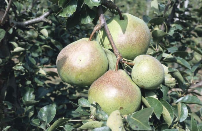 pear 'Catillac'