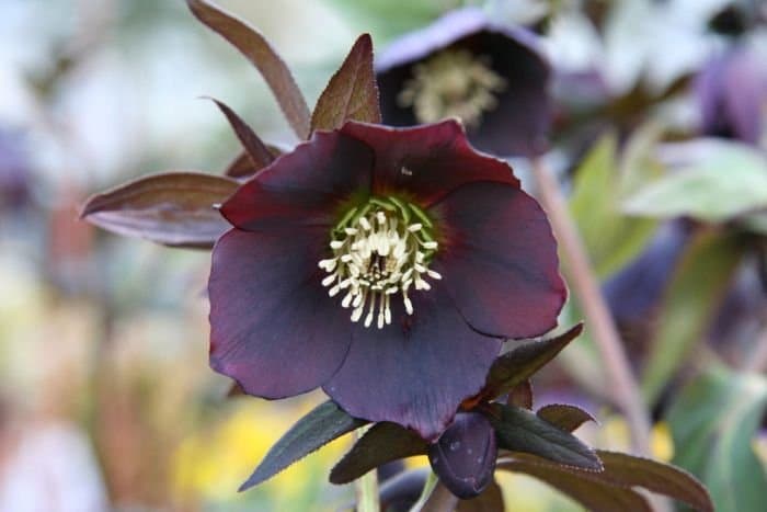 hellebore 'Harvington Shades of the Night'