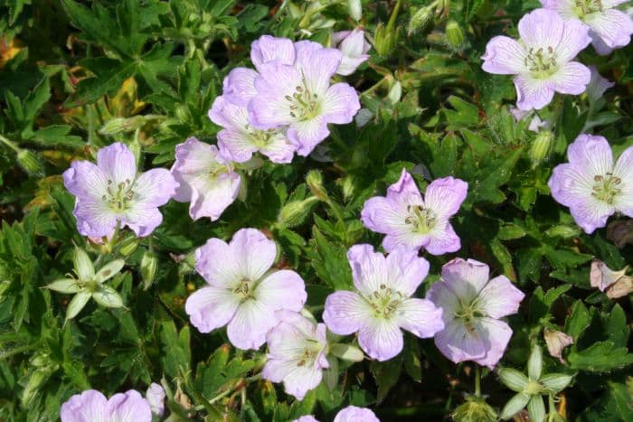 Japanese marbled cranesbill