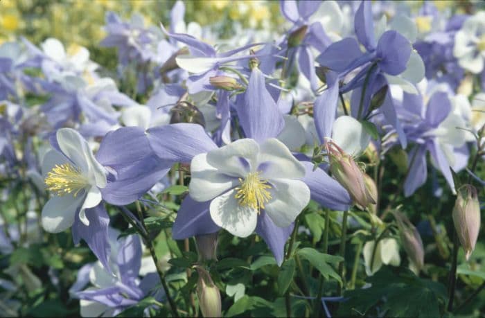 columbine 'Bluebird'