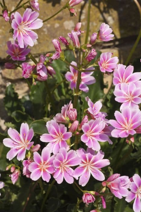 Siskiyou lewisia Ashwood strain