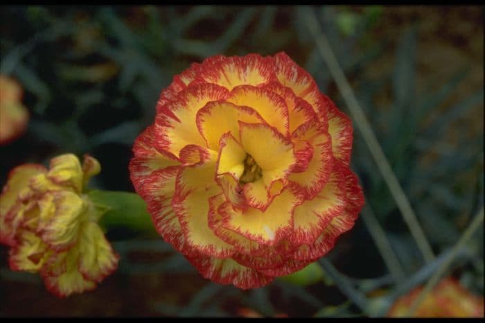 border carnation 'Hannah Louise'