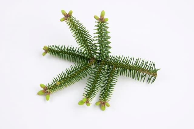 Golden Spanish fir