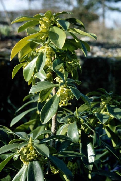 dwarf spurge laurel