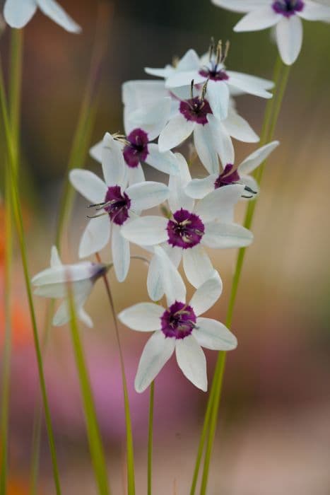 green-flowered corn lily