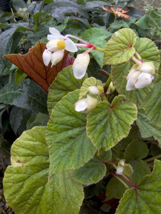 white hardy begonia