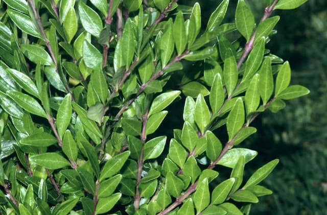 Box-leaved honeysuckle