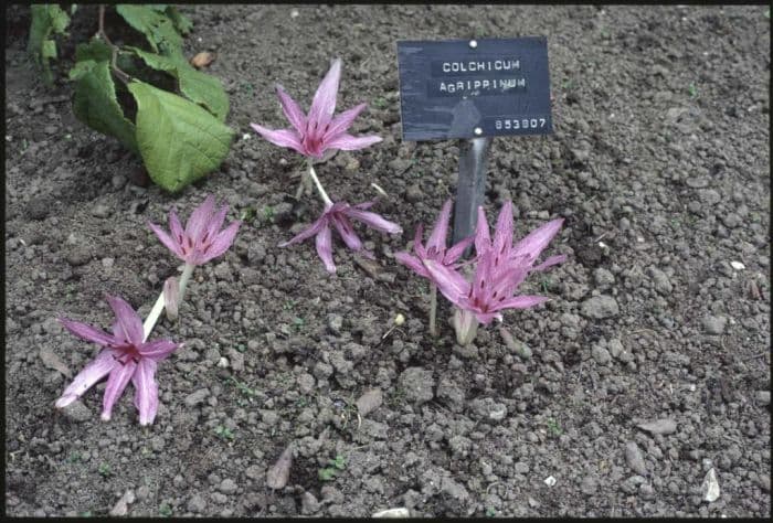 autumn crocus