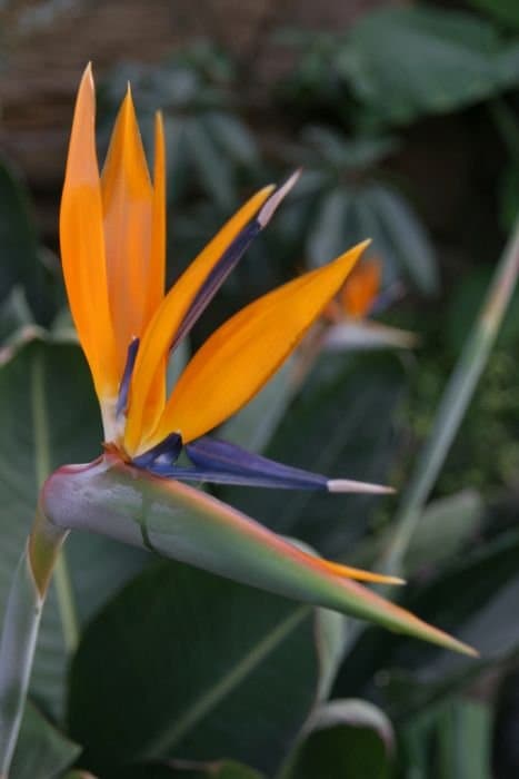 bird of paradise