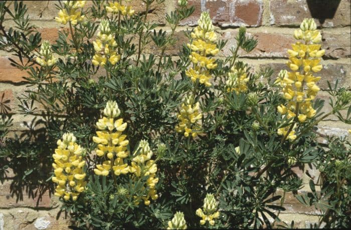 tree lupin