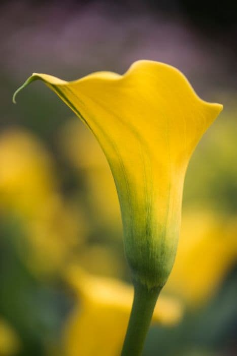 Arum lily 'Gold Medal'
