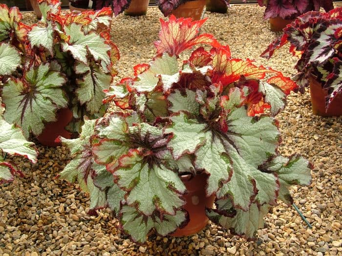 begonia 'Green Gold'
