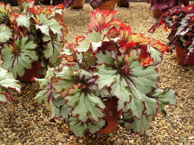 Begonia 'Green Gold'