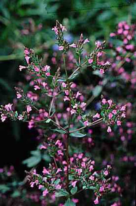 smooth oregano