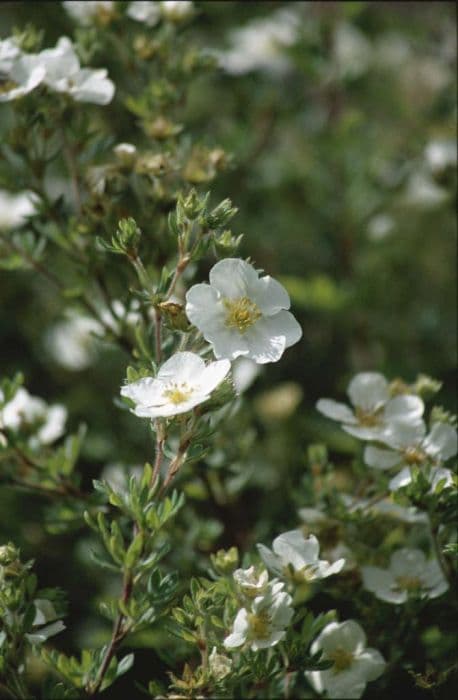 shrubby cinquefoil 'Abbotswood'