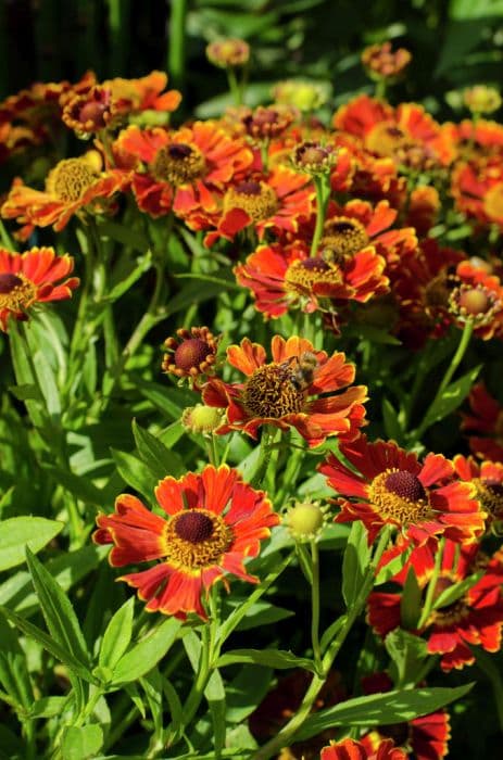 sneezeweed 'Bandera'