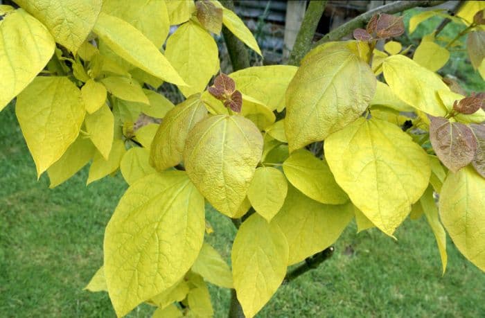 golden Indian bean tree