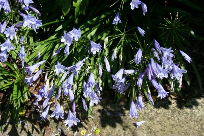 African lily [Blue Storm]