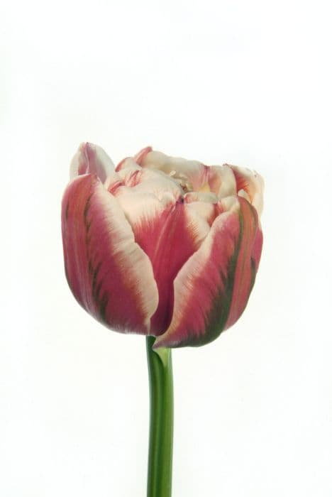 tulip 'Gerbrand Kieft'