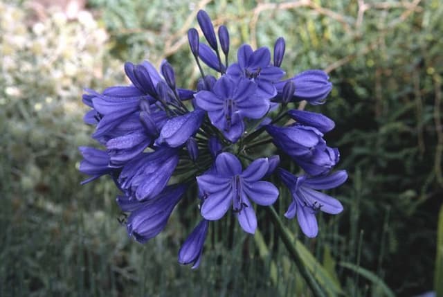 African lily 'Purple Cloud'