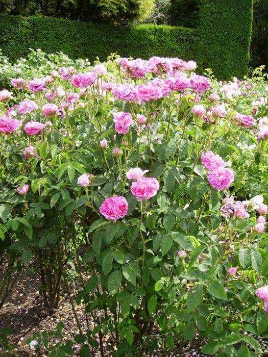 rose 'Celsiana'