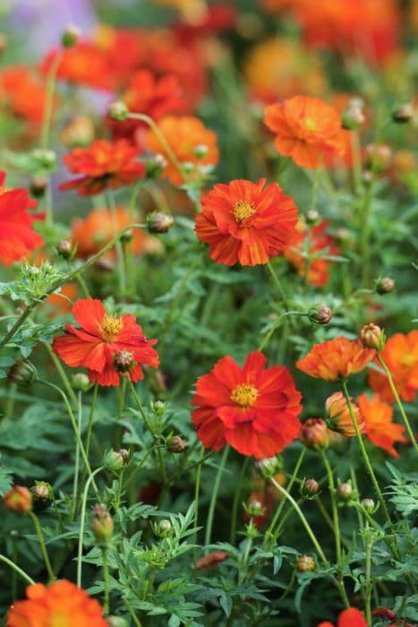 cosmos 'Brightness Red'