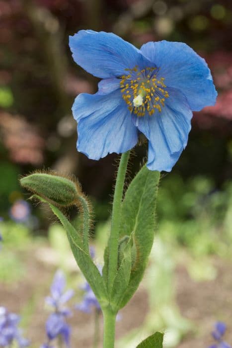 Himalayan blue poppy 'Cally Lingholm'