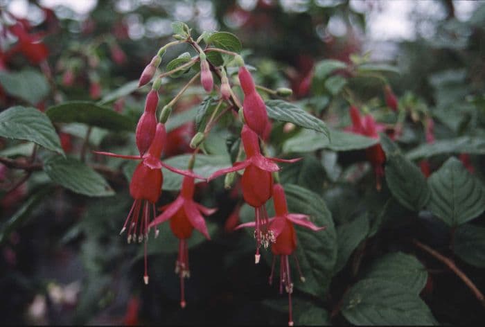 fuchsia 'Rufus'