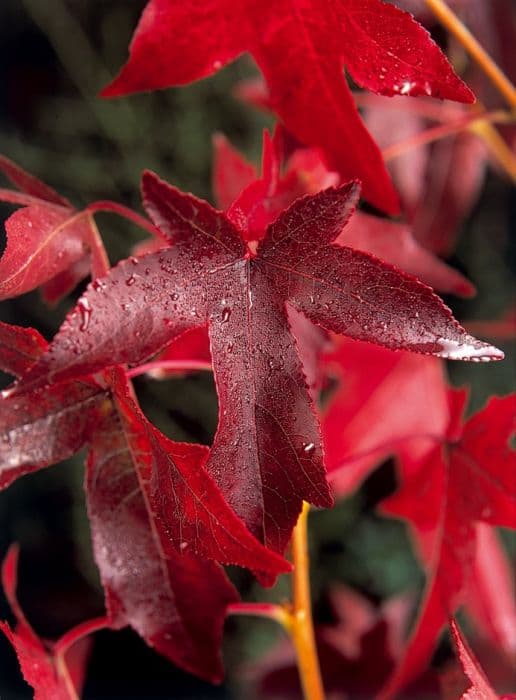 sweet gum 'Lane Roberts'