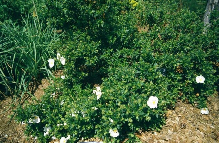 Dwarf Rock Rose