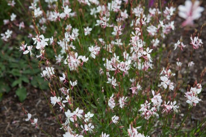 gaura 'Whirling Butterflies'