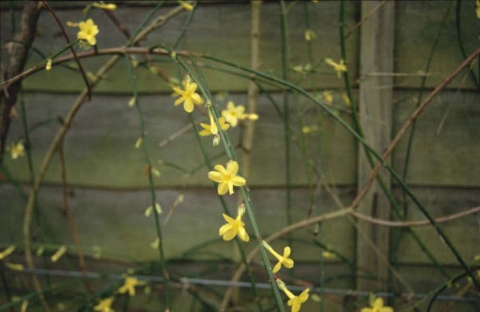 winter jasmine