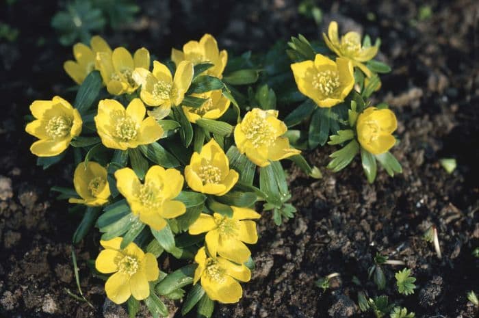 winter aconite