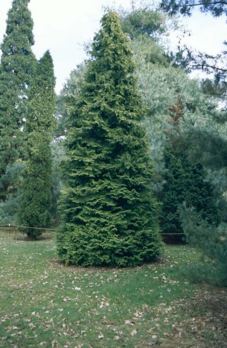 Lawson's cypress 'Golden Wonder'