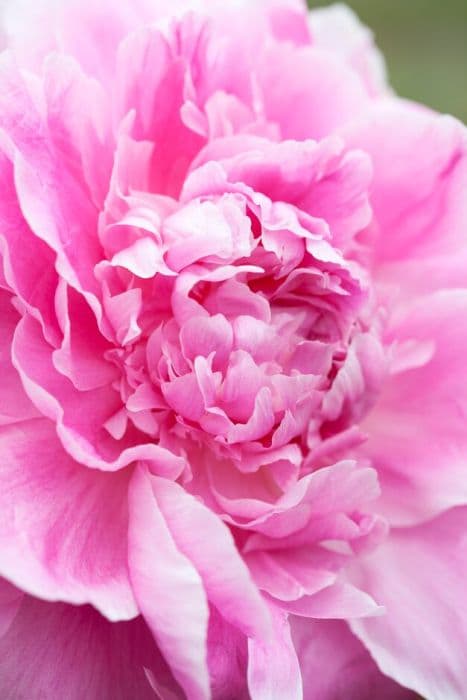 peony 'Jacorma'