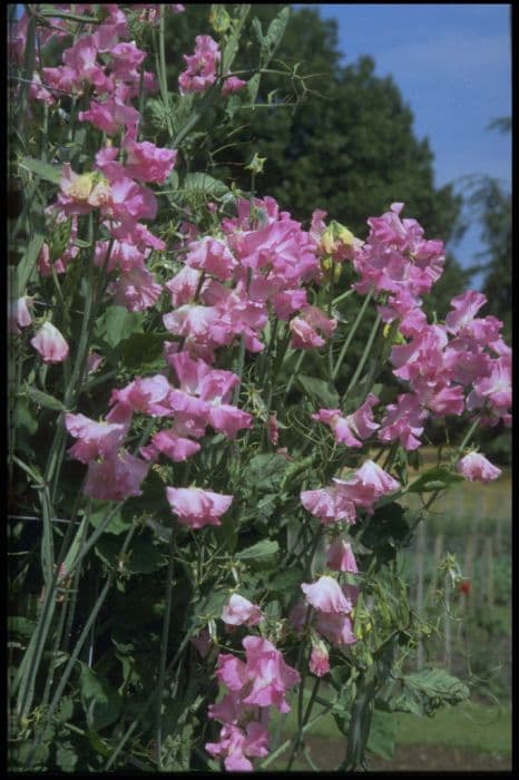 sweet pea 'Jayne Amanda'