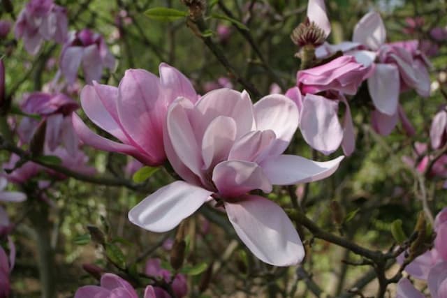 Magnolia 'Apollo'