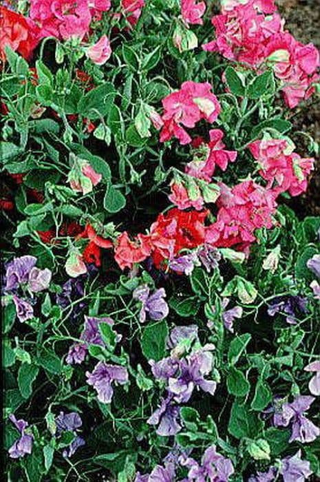 Sweet pea 'Bijou Mixed'